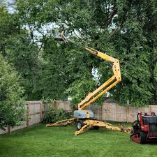 Why Choose Our Tree Removal Services in La Porte, IN?